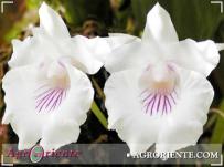 : Cocleanthes amazonica